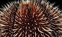 зачем ежу яблоки?