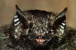 десмод (desmodus rotundus)