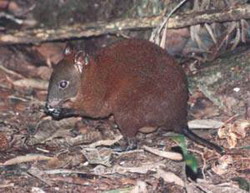 крыса кенгуровая мускусная (hypsiprymnodon mosch)