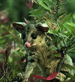 поссум (trichosurus vulpecula)