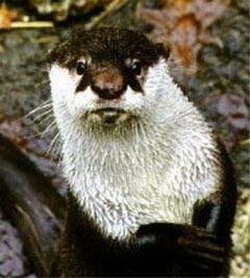 выдра бескоготная африканская (aonyx capensis)