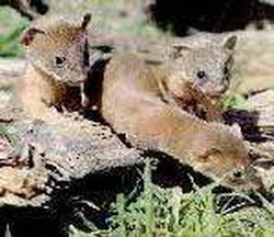 колонок (mustela sibirica)