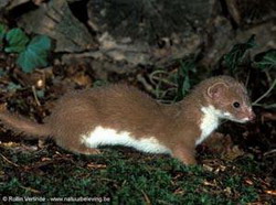 ласка (mustela nivalis)