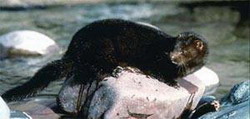 норка европейская (mustela lutreola)